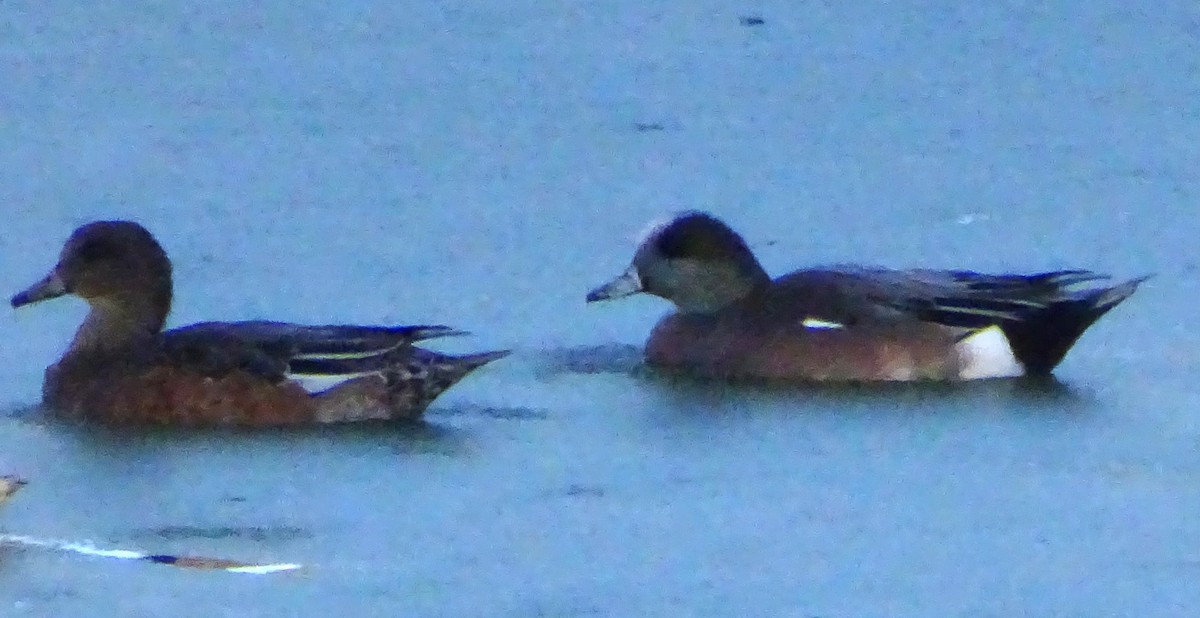 hvízdák americký - ML646813469