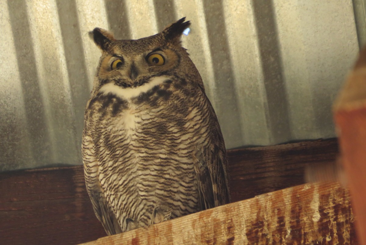 Great Horned Owl - ML646813471