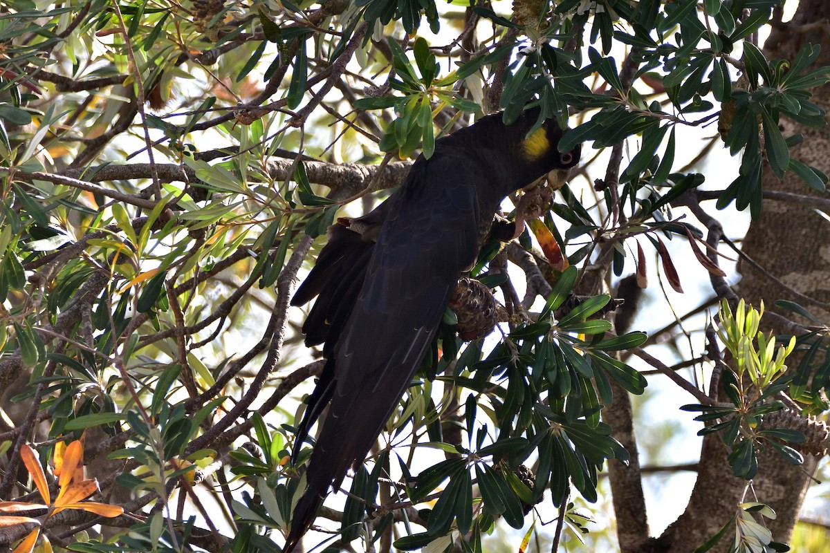 Yellow-tailed Black-Cockatoo - ML646813472