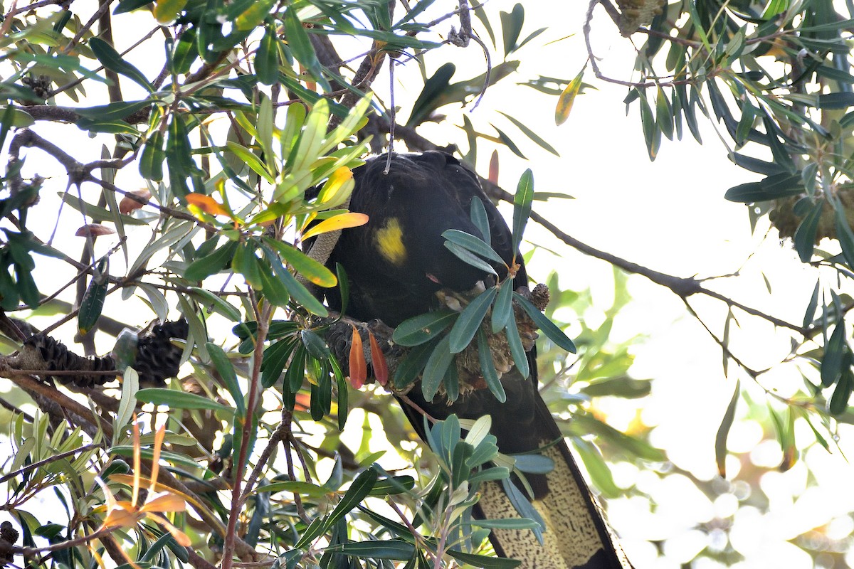 Yellow-tailed Black-Cockatoo - ML646813473