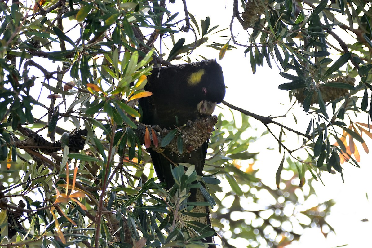 Yellow-tailed Black-Cockatoo - ML646813474