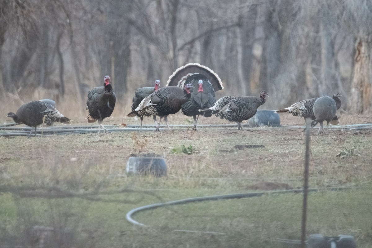 Truthuhn - ML646813476