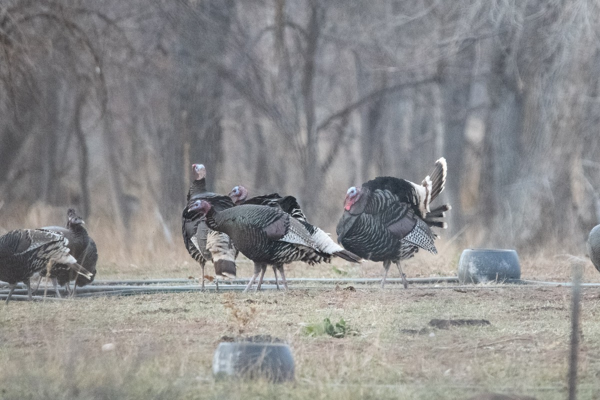 Truthuhn - ML646813477