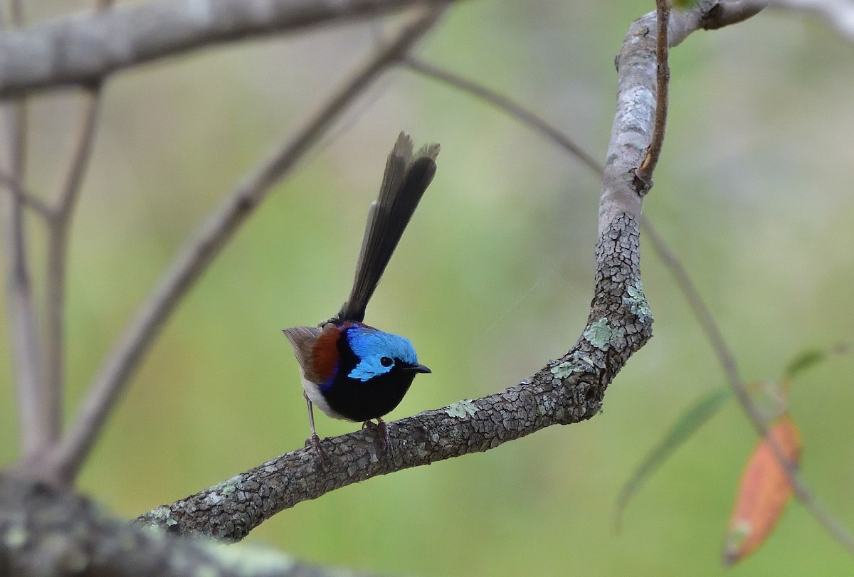 Variegated Fairywren - ML646813480