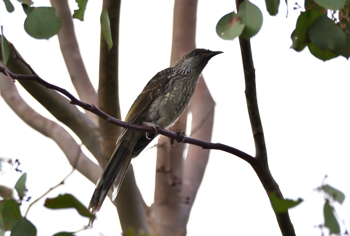 Little Wattlebird - ML646813482