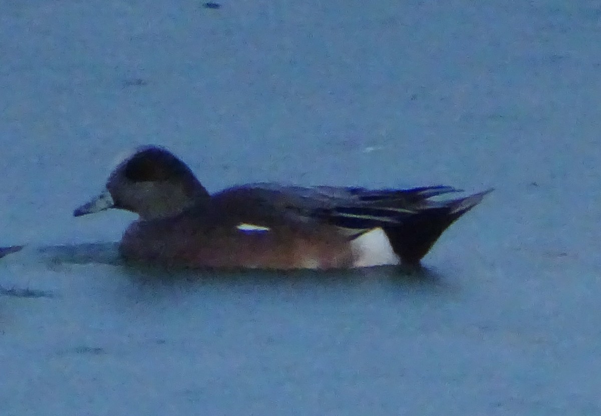 hvízdák americký - ML646813483