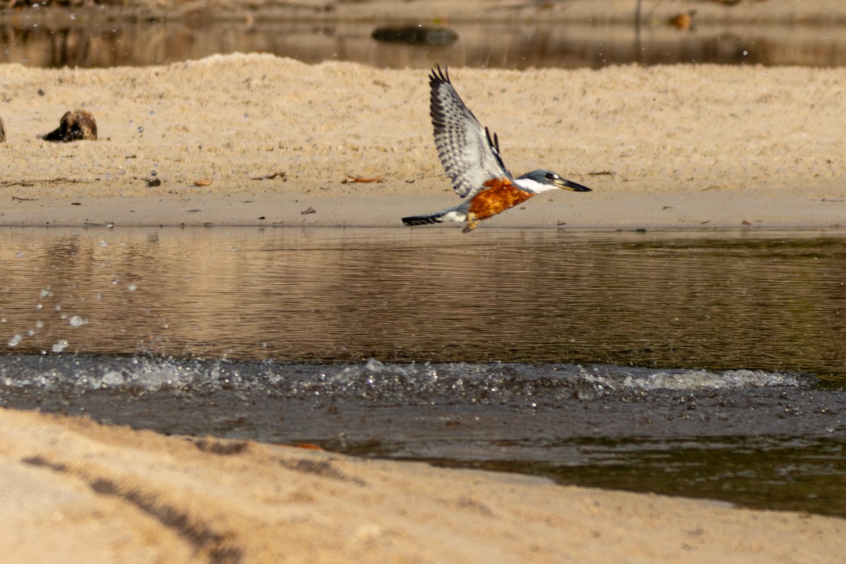 クビワヤマセミ - ML646813484