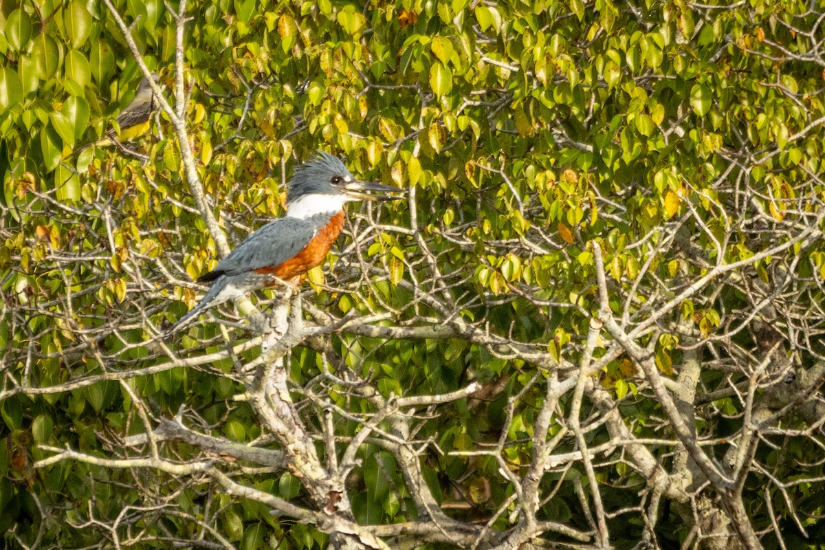 クビワヤマセミ - ML646813485