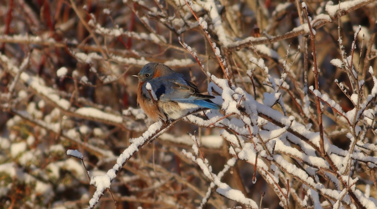 Eastern Bluebird - ML646813486