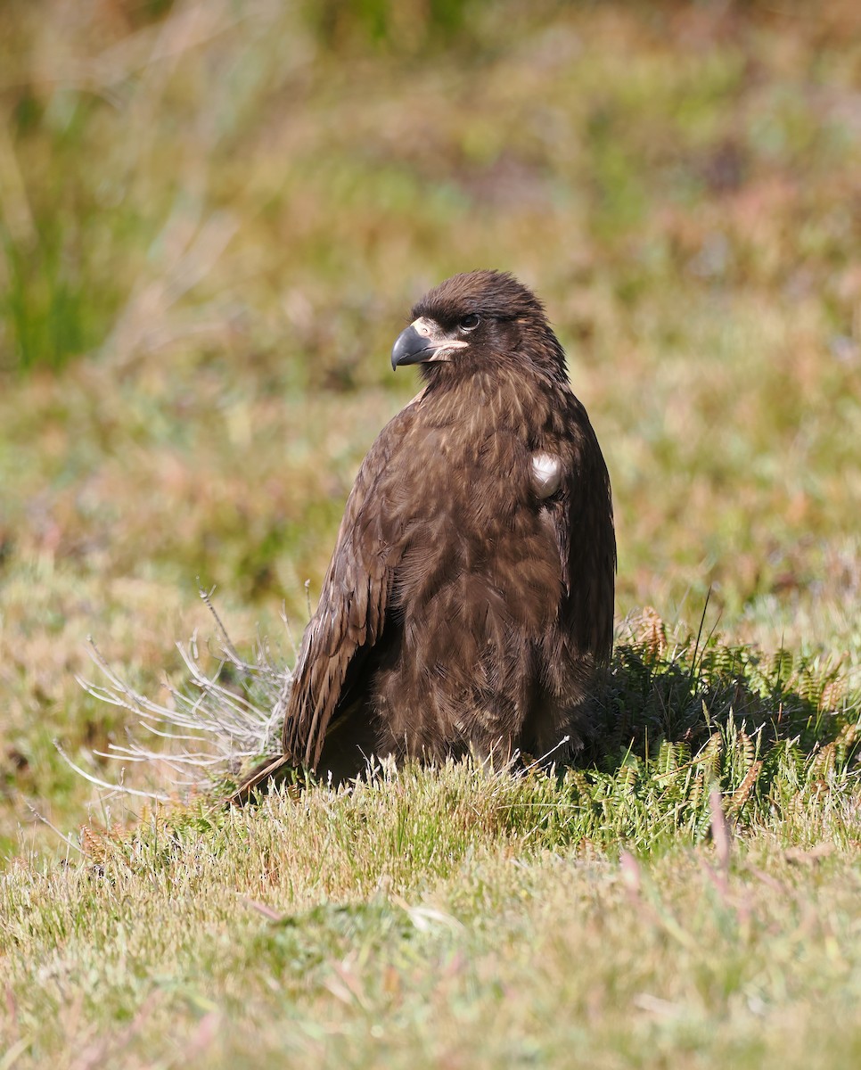 Striated Caracara - ML646813488