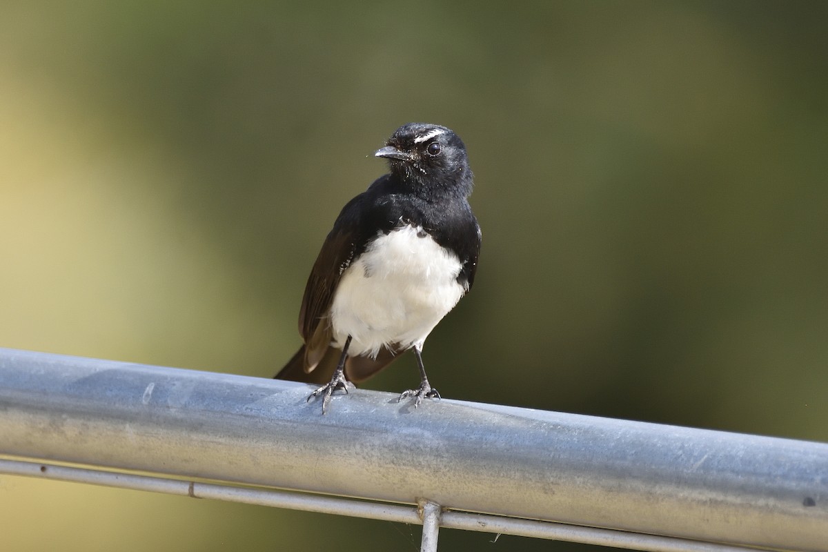 Willie-wagtail - ML646813489