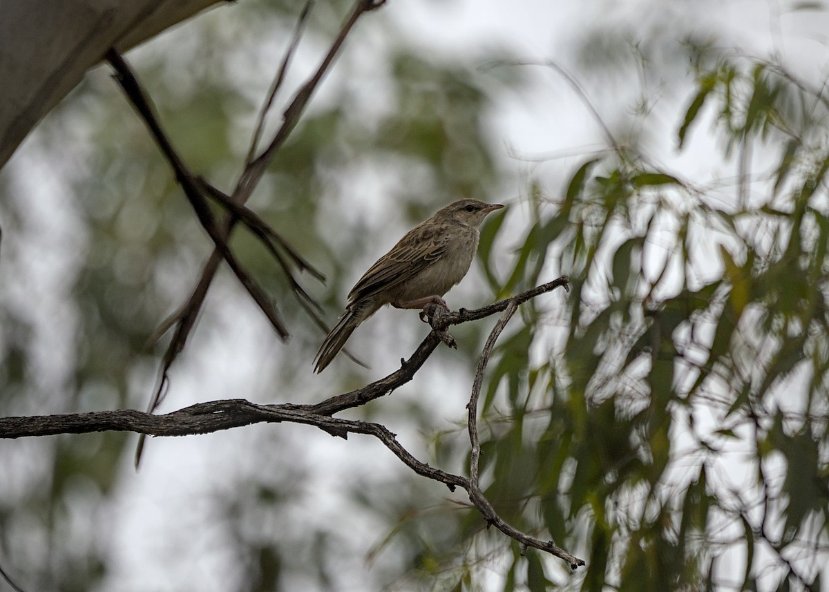 Rufous Songlark - ML646813491