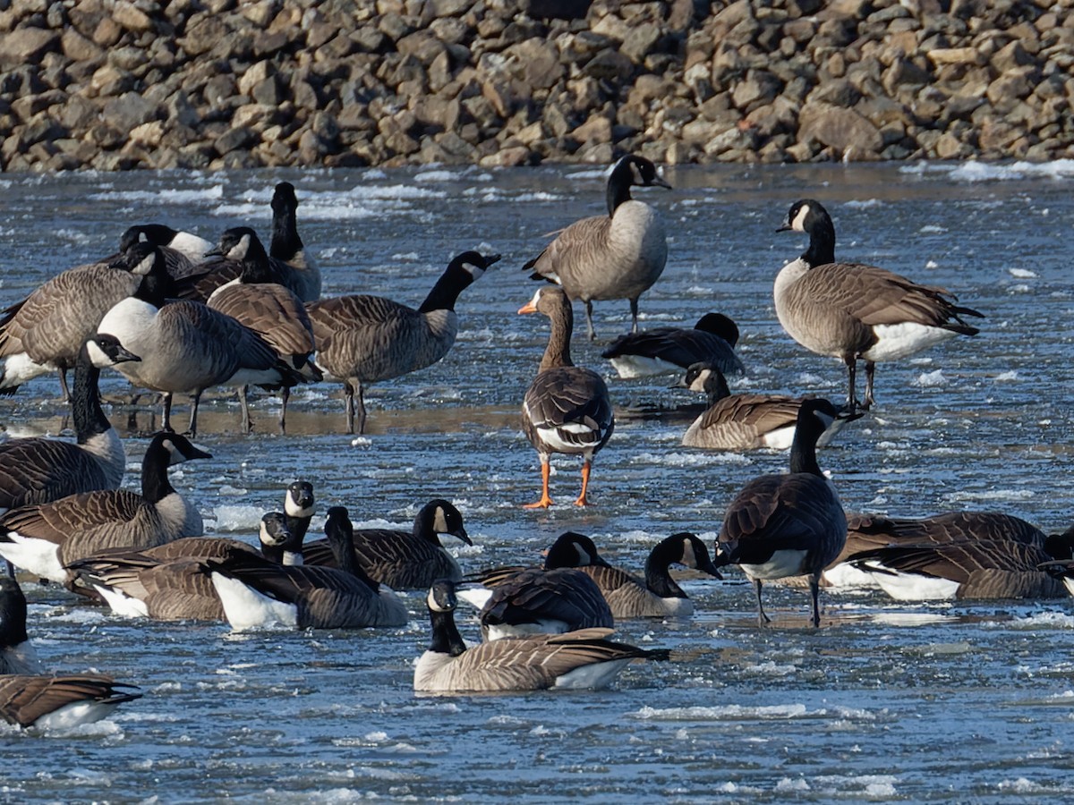 Белолобый гусь - ML646813493