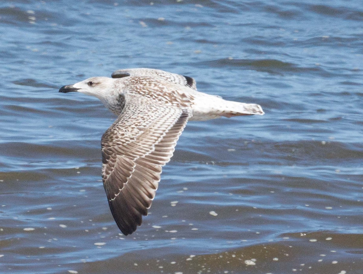 Great Black-backed Gull - ML646813496