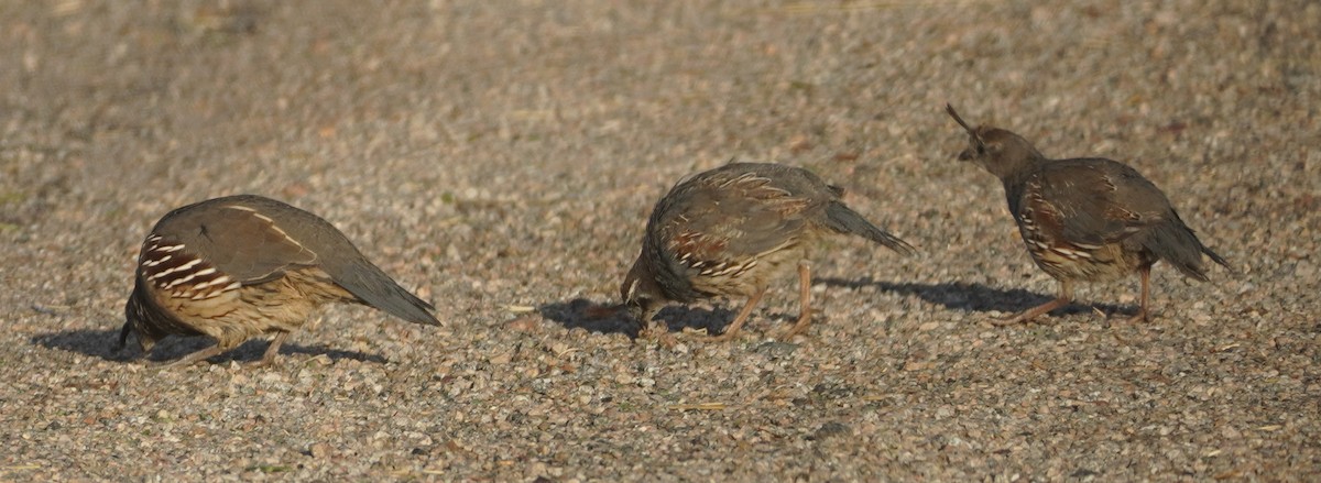 Gambel's Quail - ML646813497