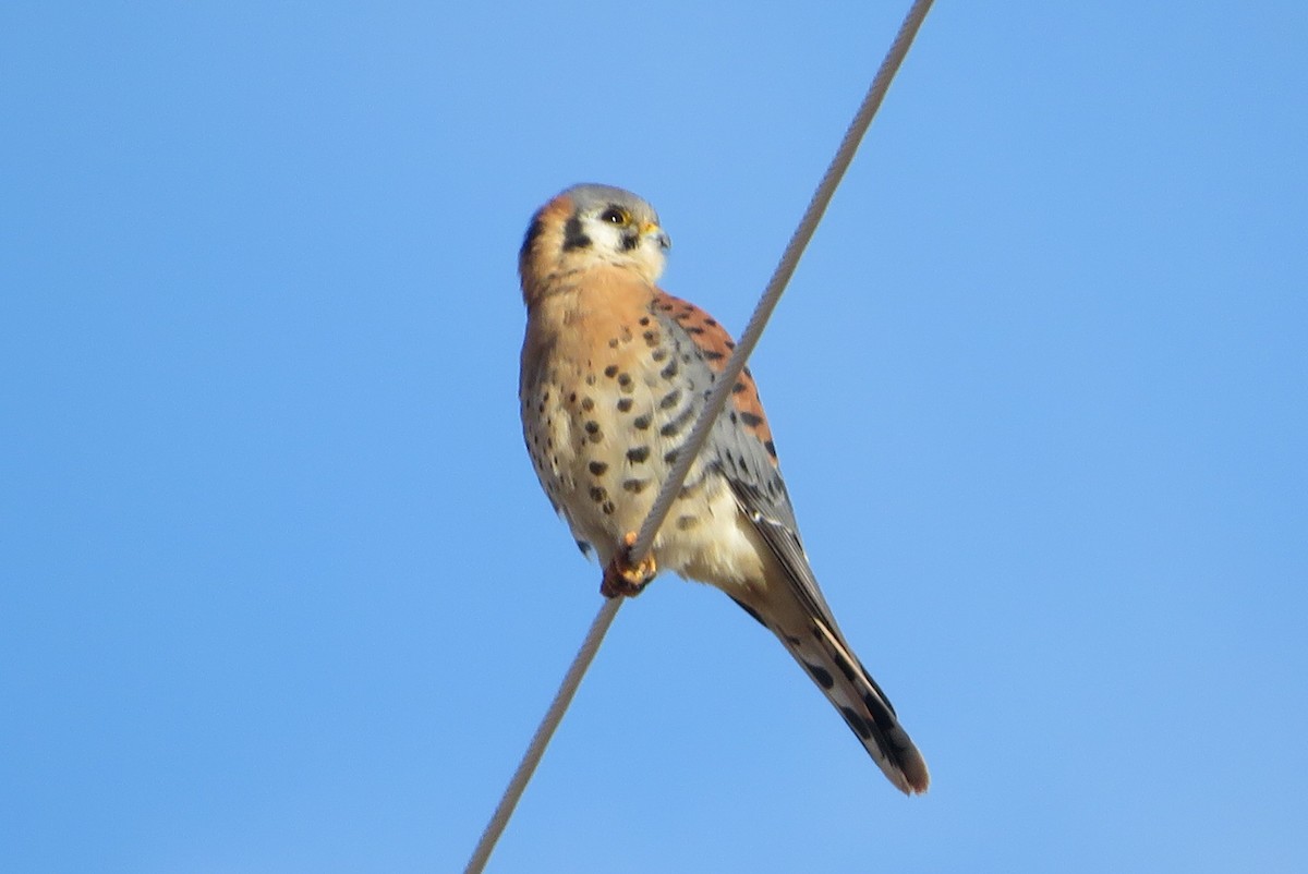 American Kestrel - ML646813498