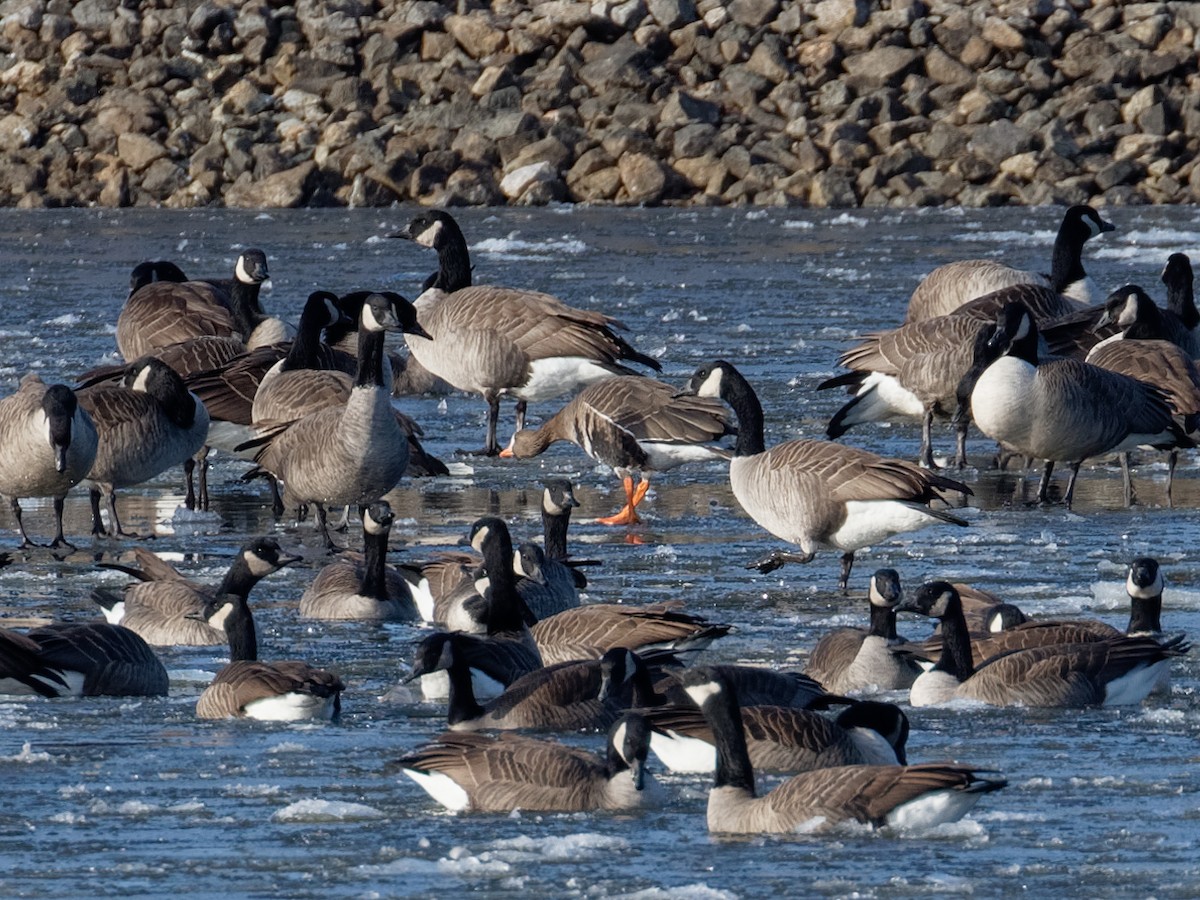 Белолобый гусь - ML646813501