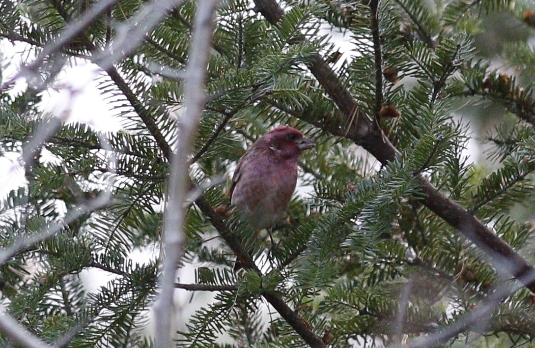 Camachuelo Purpúreo - ML646813505