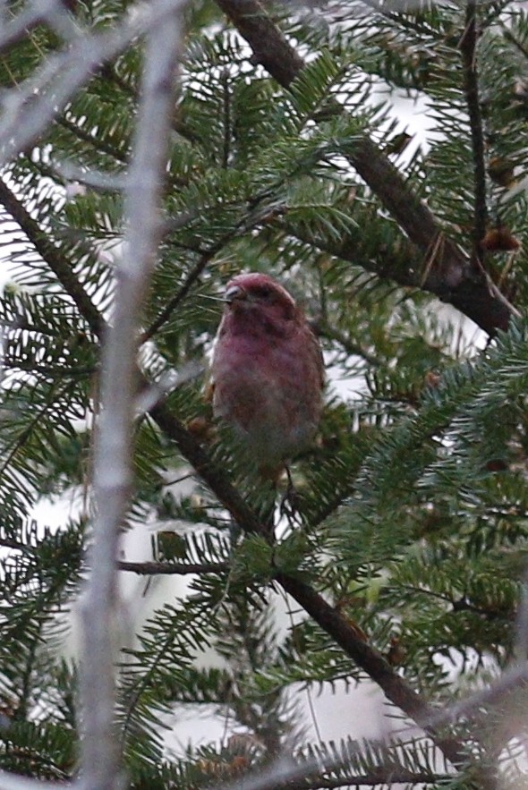 Camachuelo Purpúreo - ML646813506