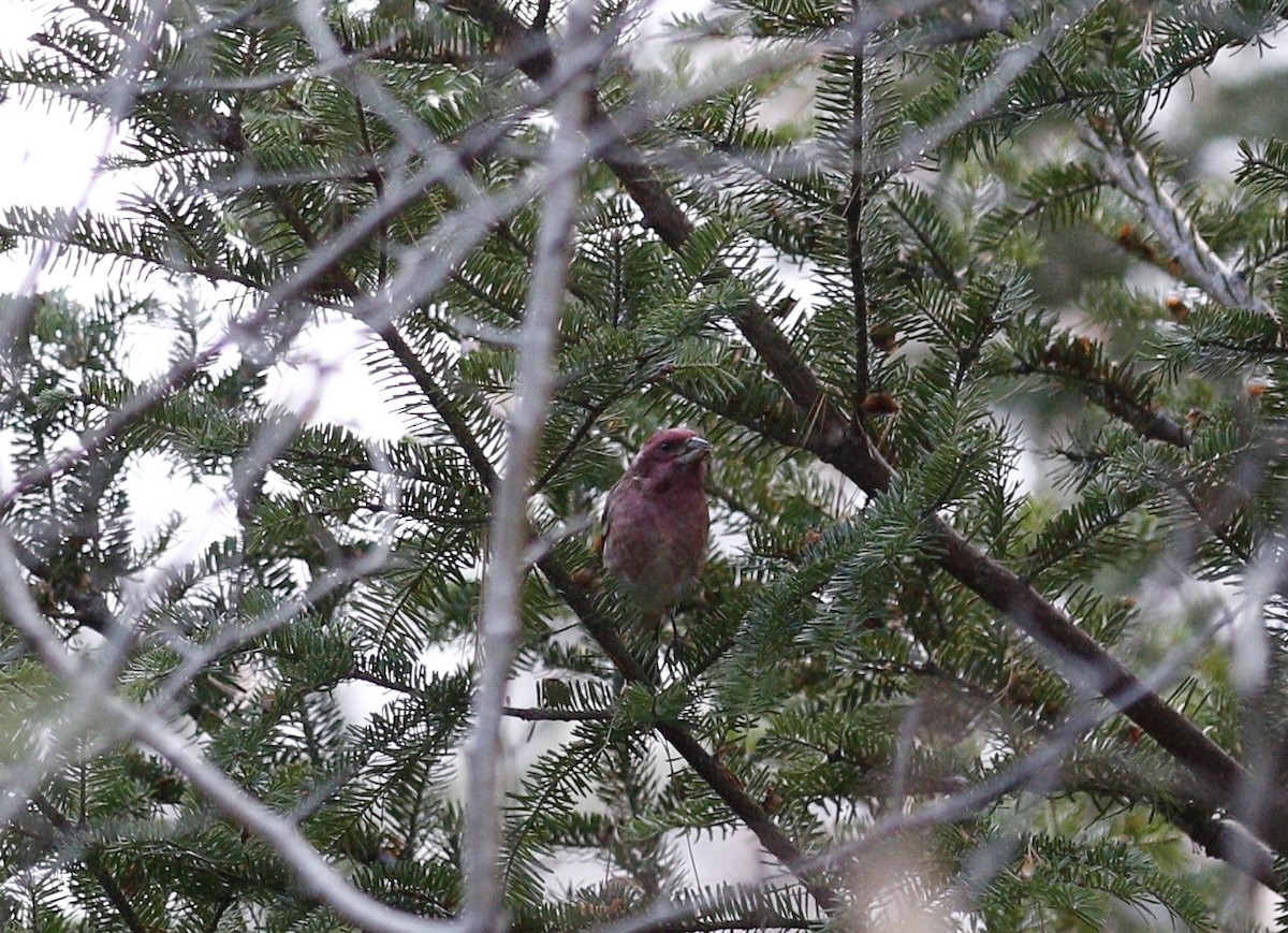 Camachuelo Purpúreo - ML646813507