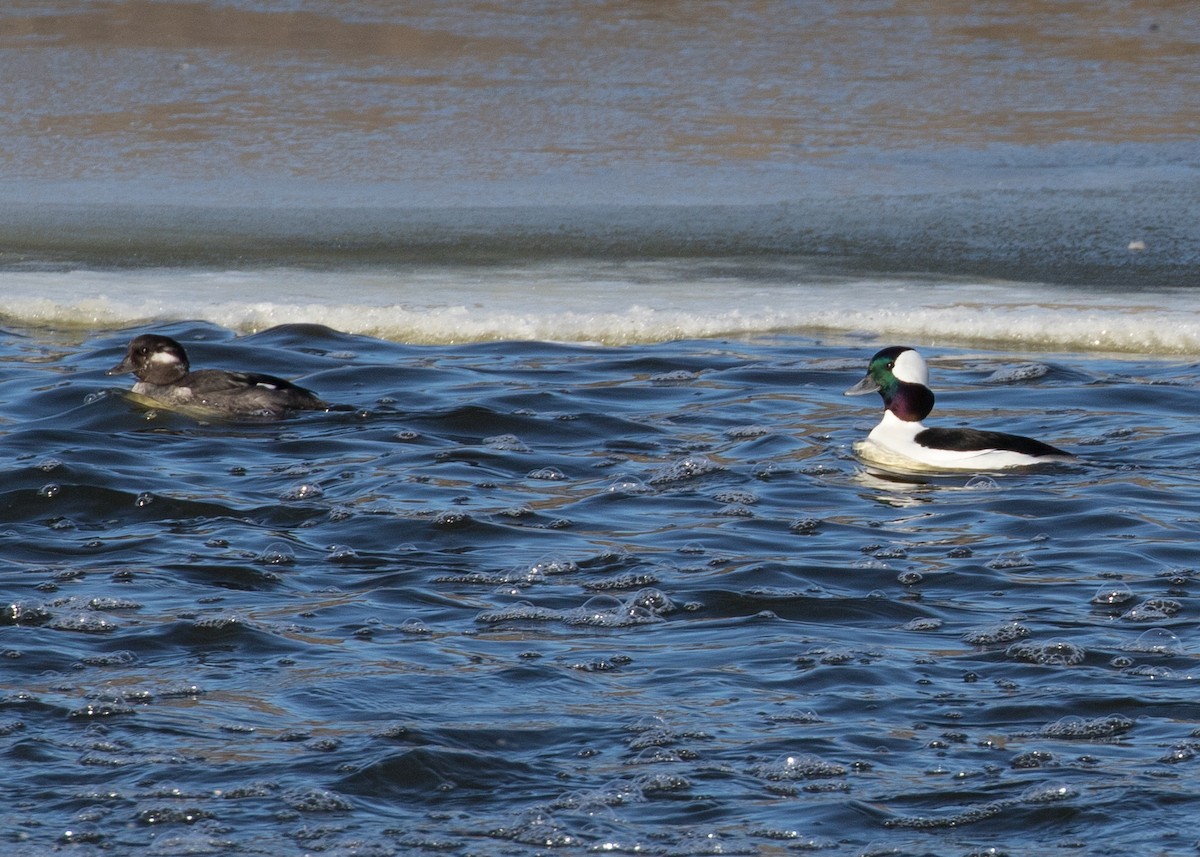 Гоголь-головастик - ML646813508