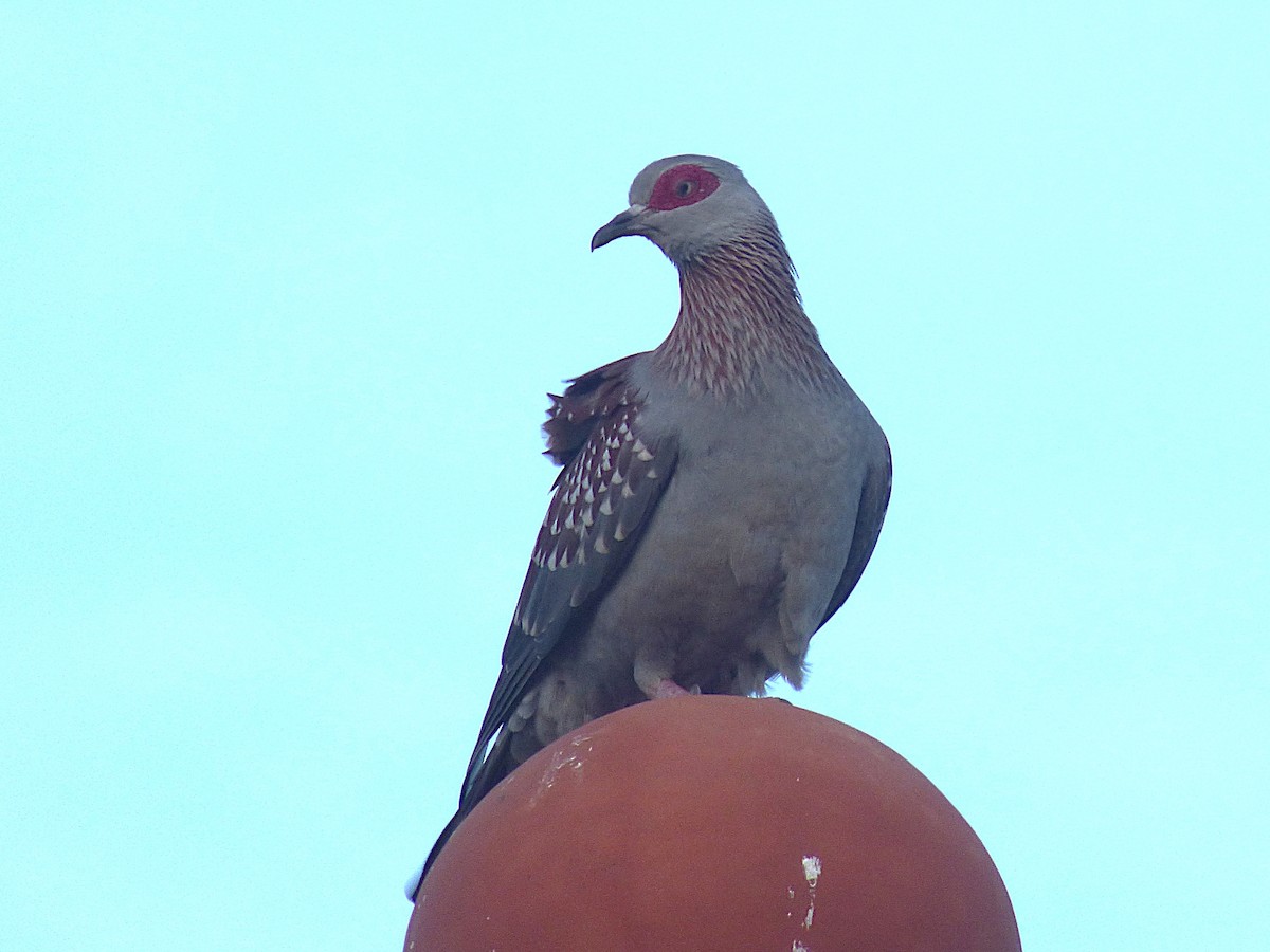 Speckled Pigeon - ML646813511