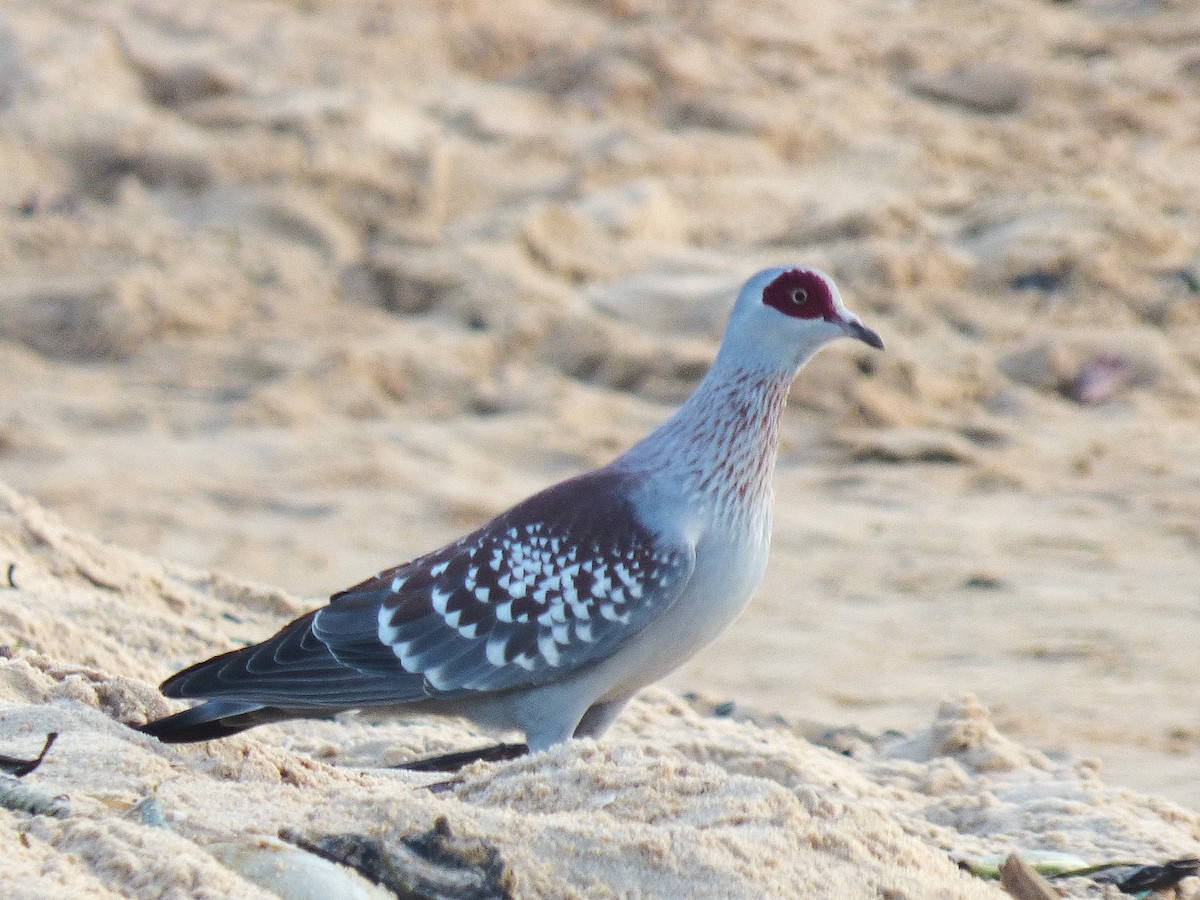 Speckled Pigeon - ML646813512