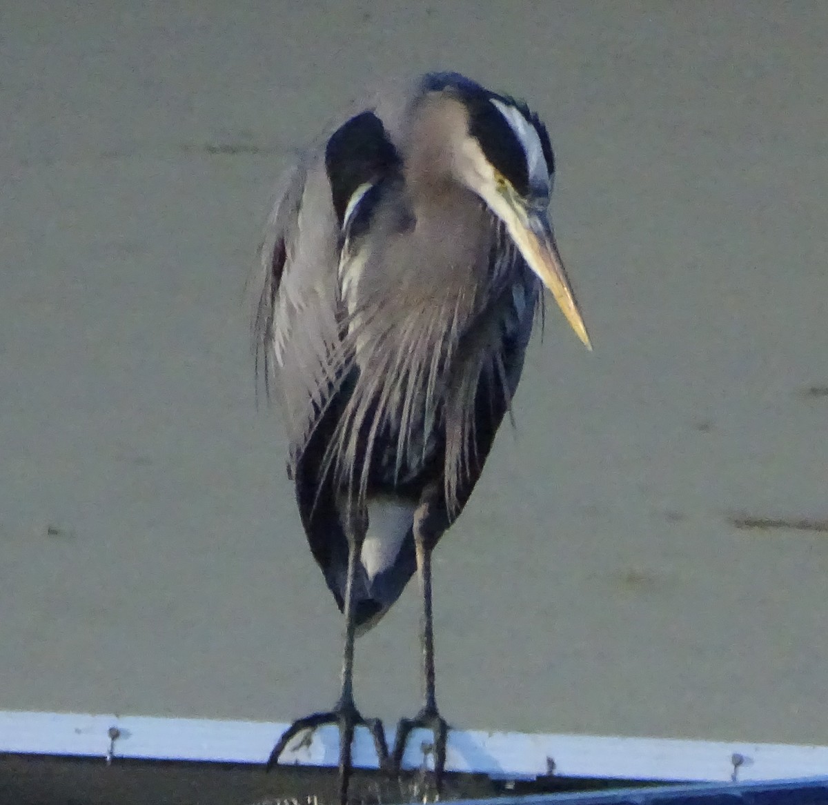 volavka velká - ML646813517