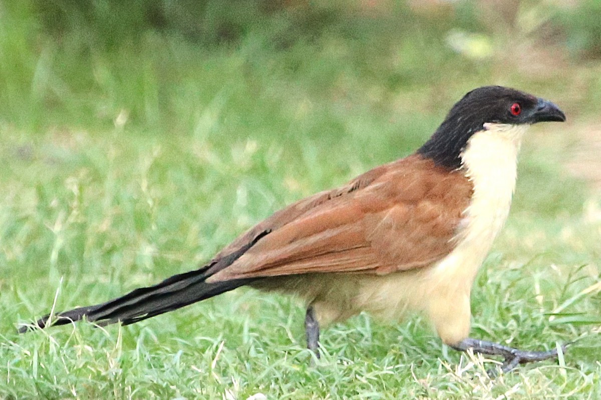 Senegal Coucal - ML646813519