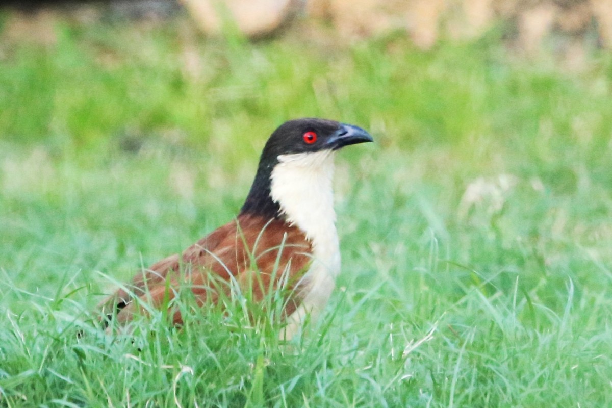 Senegal Coucal - ML646813520