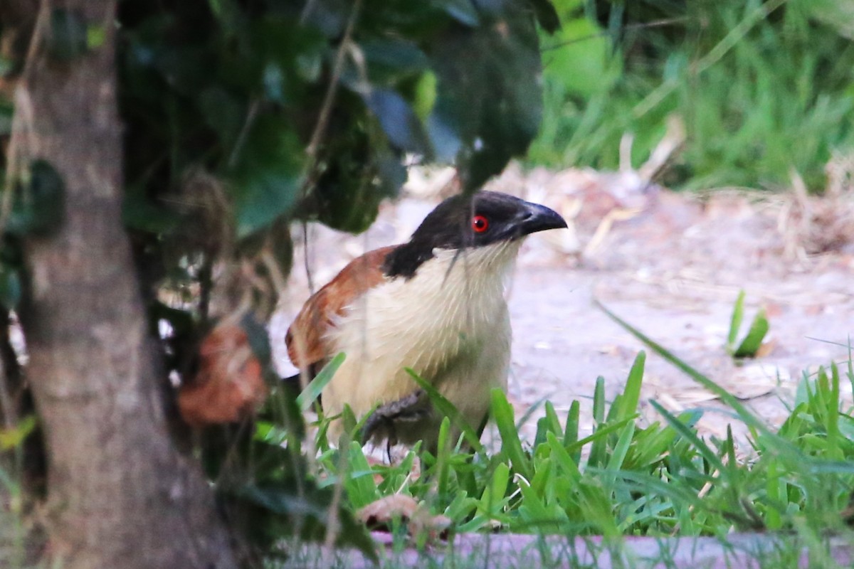 Senegal Coucal - ML646813521