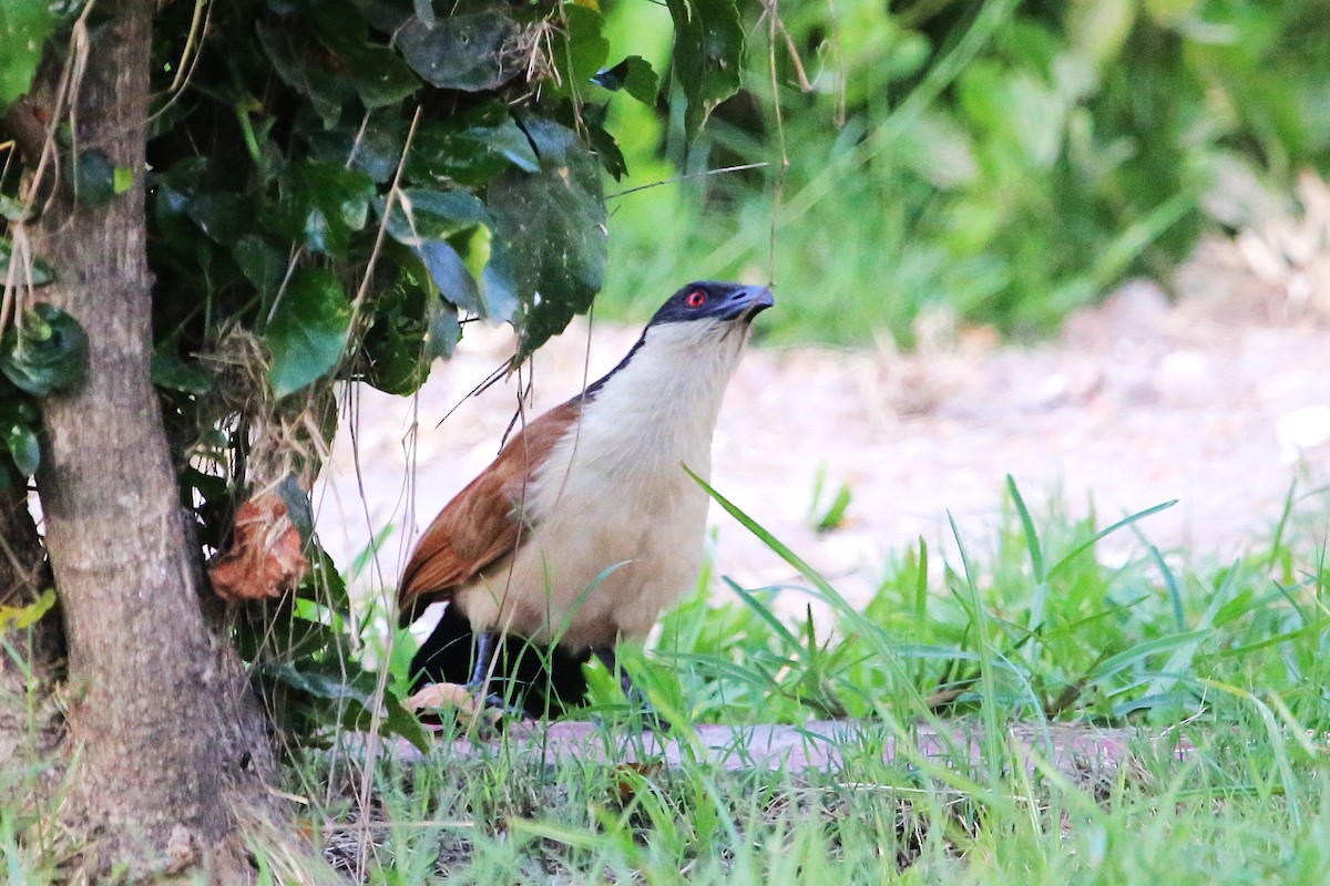 Senegal Coucal - ML646813522