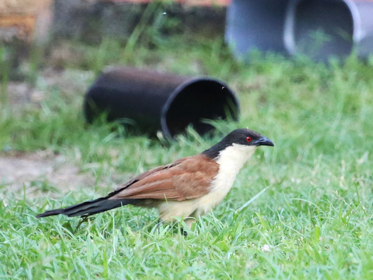 Senegal Coucal - ML646813523