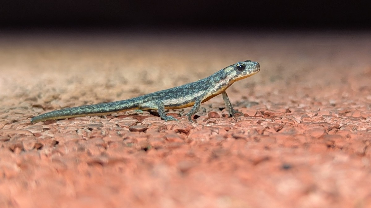 Southern Banded Newt - ML646813526