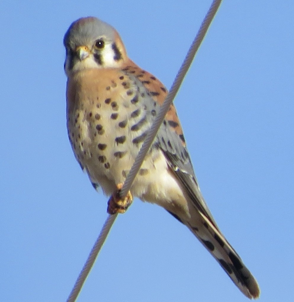 American Kestrel - ML646813527