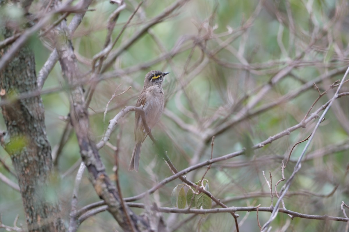 Yellow-faced Honeyeater - ML646813528