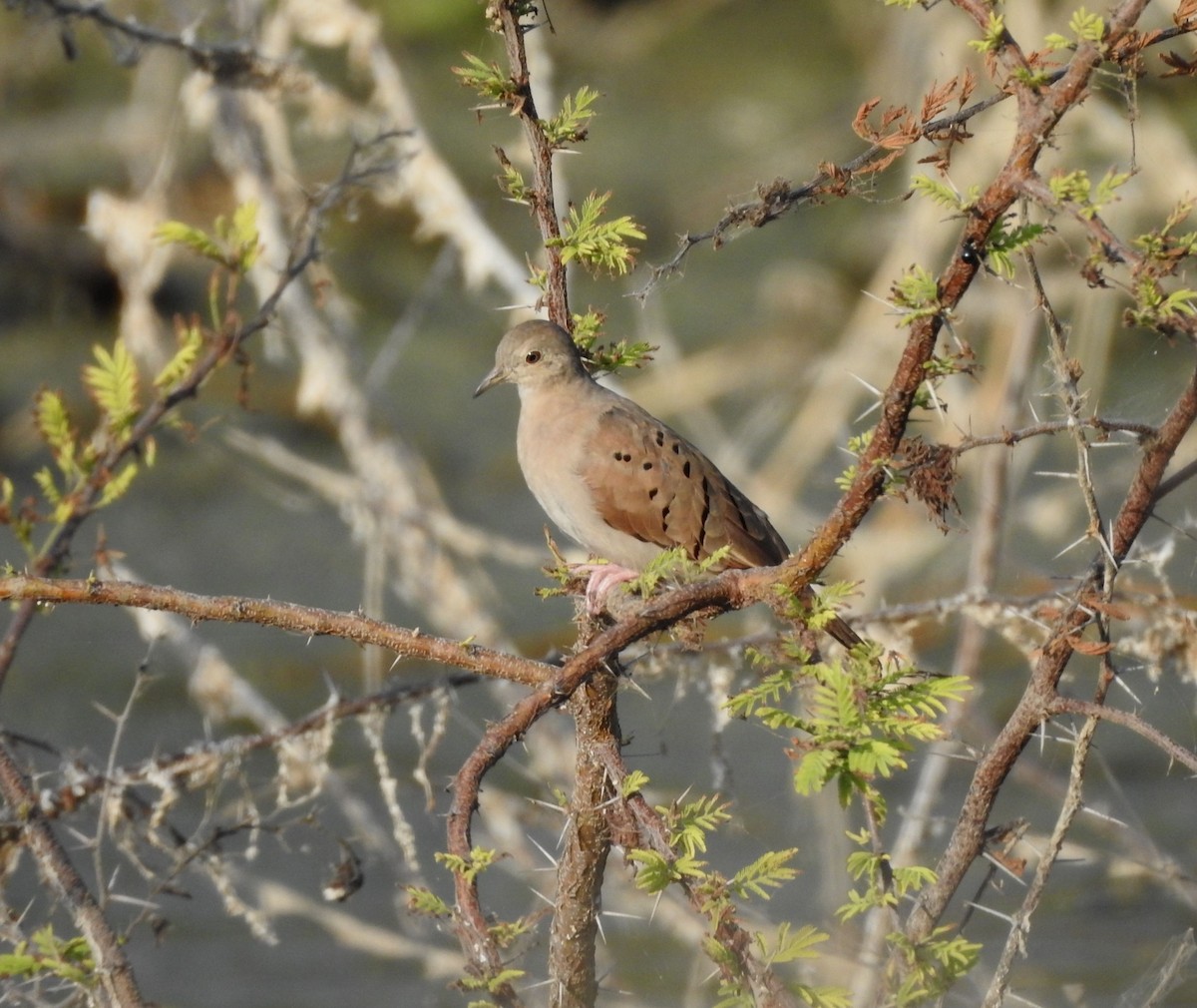 Ruddy Ground Dove - ML646813530