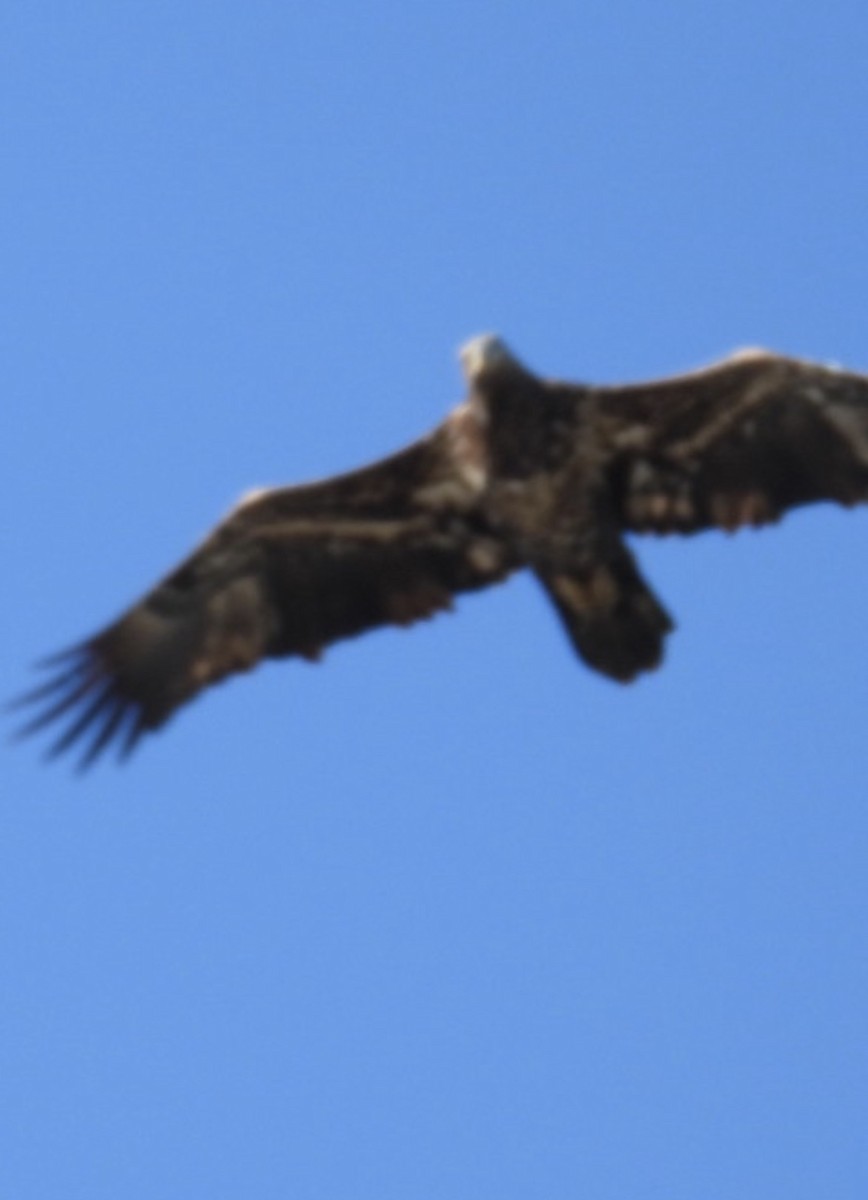 ハクトウワシ - ML646813531