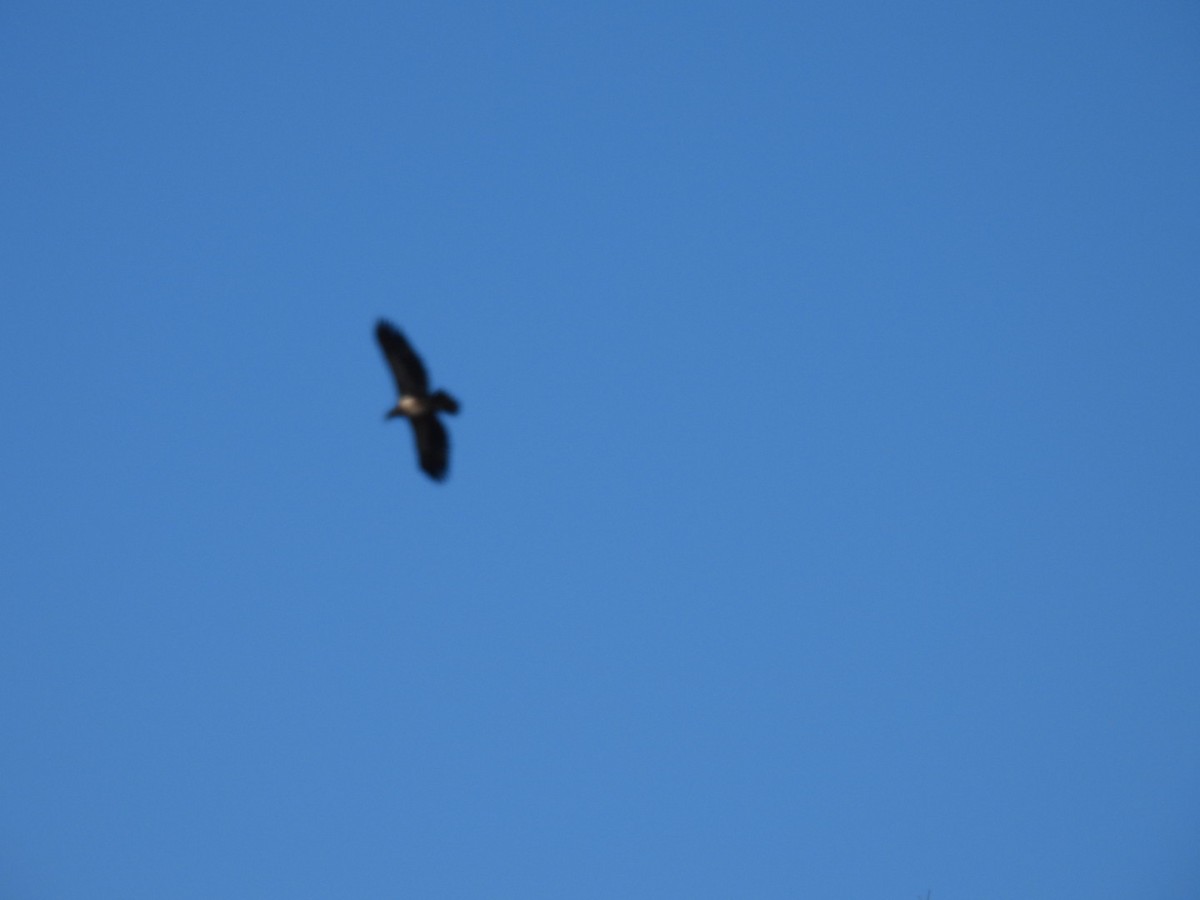 ハクトウワシ - ML646813533