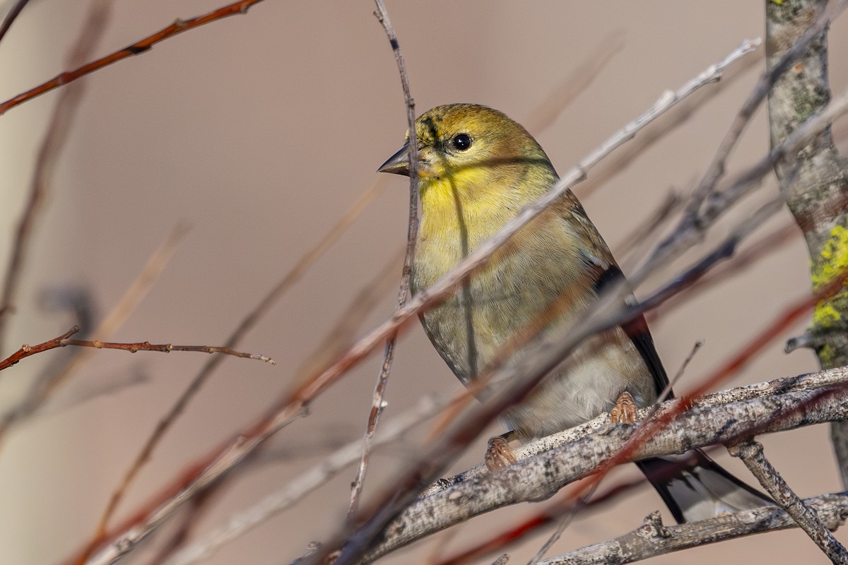 American Goldfinch - ML646813534