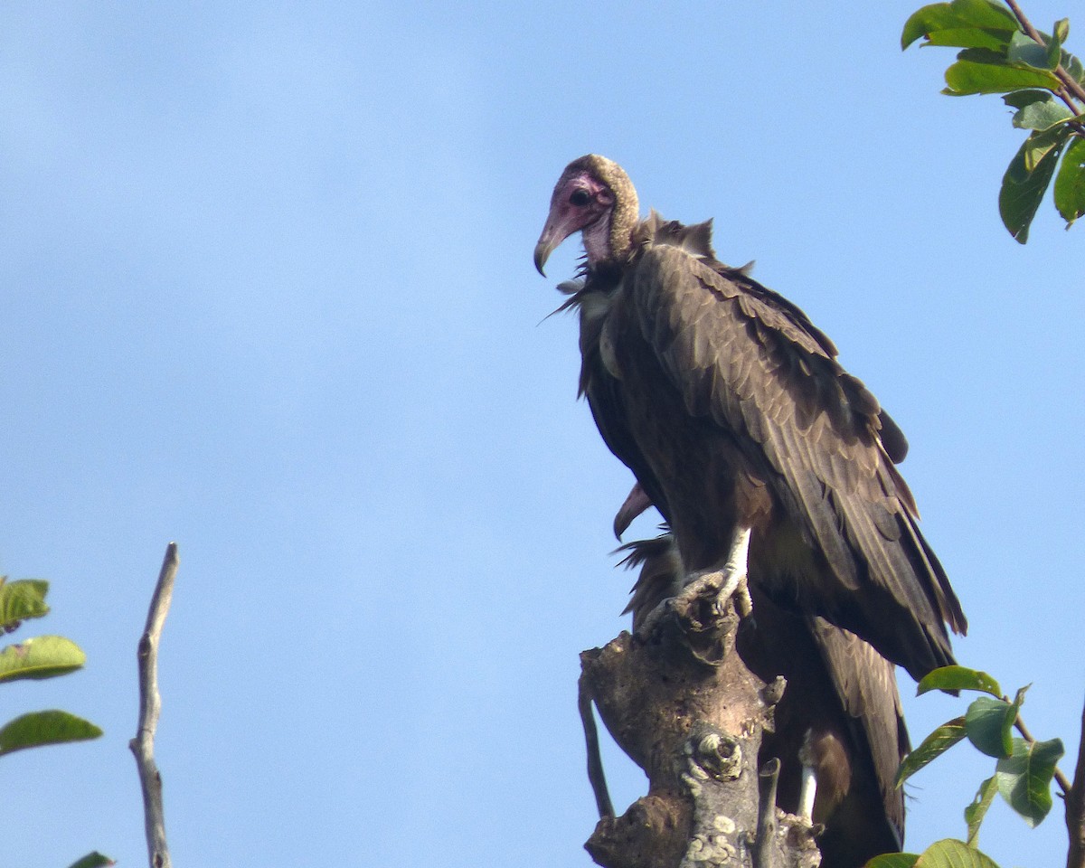Hooded Vulture - ML646813536