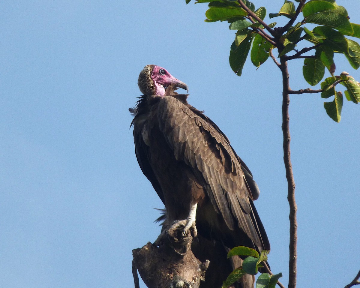 Hooded Vulture - ML646813537