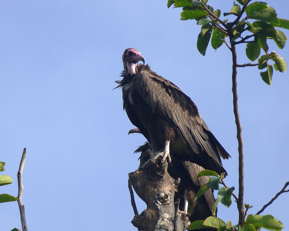 Hooded Vulture - ML646813538