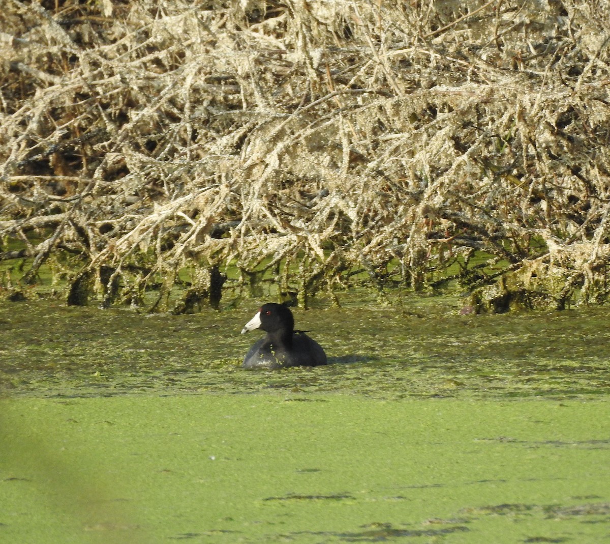 American Coot - ML646813539