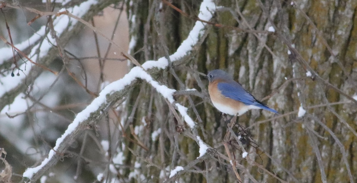 Eastern Bluebird - ML646813540