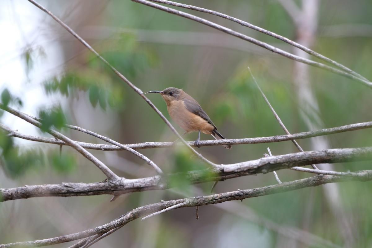 Eastern Spinebill - ML646813541