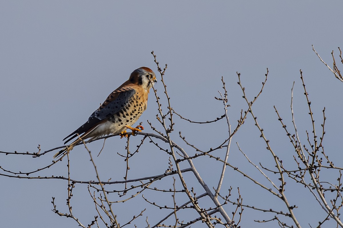 American Kestrel - ML646813542