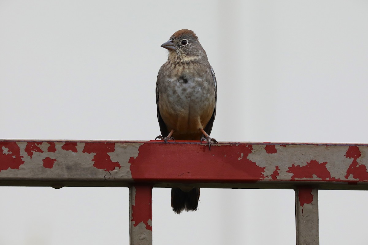 Canyon Towhee - ML646813554