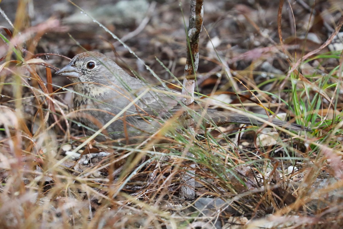 Canyon Towhee - ML646813555