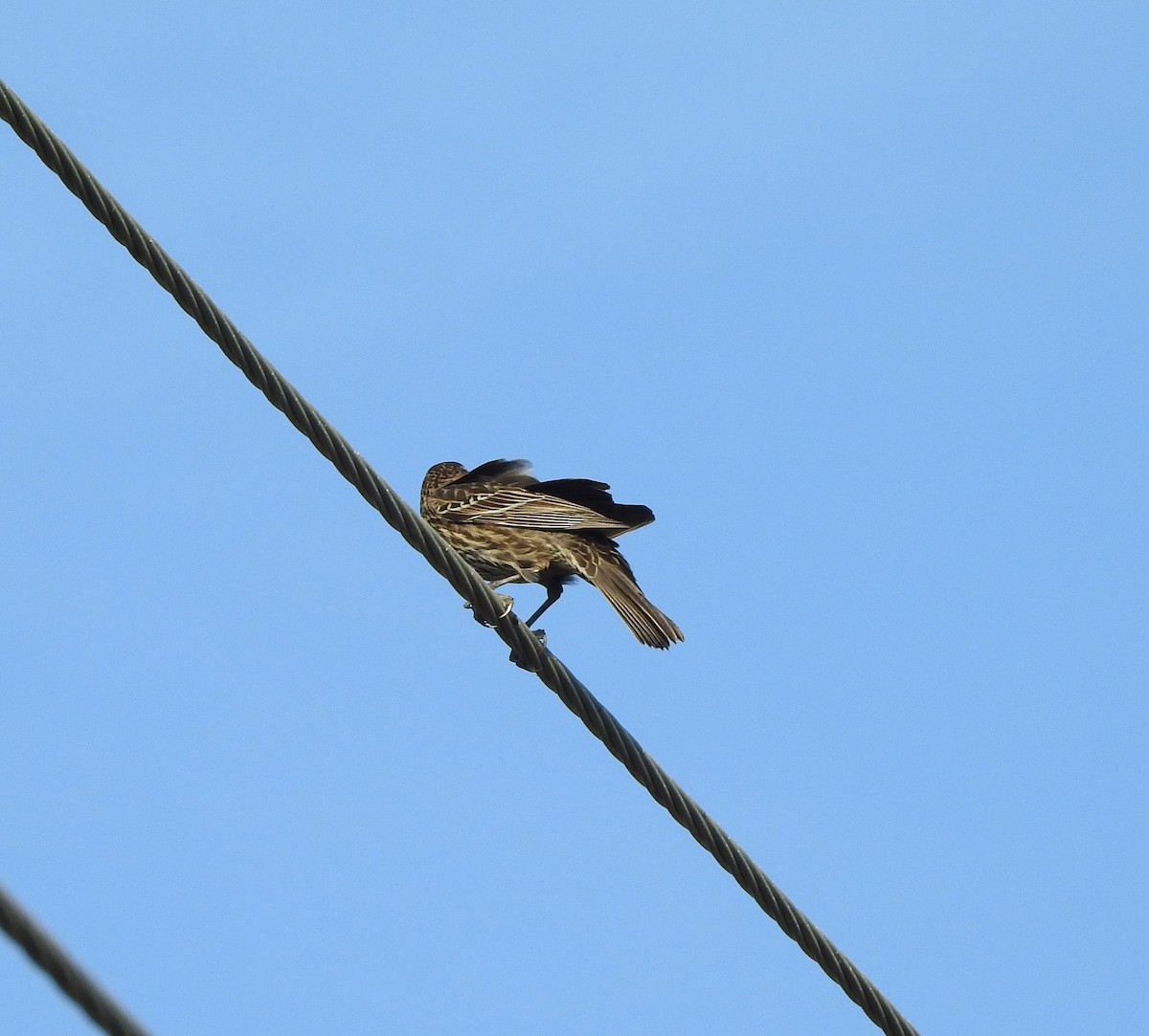 Red-winged Blackbird - ML646813557